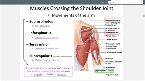 what is abduction anatomy|Anatomy, Shoulder and Upper Limb, Arm Abductor Muscles.